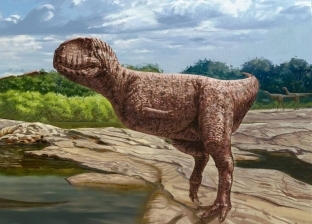 مؤسس «حفريات المنصورة» ينجح في توثيق حفرية ديناصور ضخم آكل للحوم
