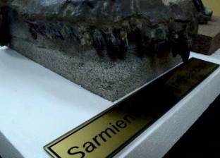 بالفيديو| اكتشاف جمجمة ديناصور ضخم في الأرجنتين