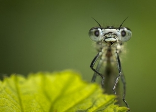 ماذا سيحدث لو اختفت كل الحشرات من عالمنا؟