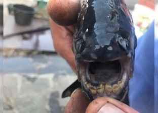 صور | العثور على سمكة مرعبة بـ"أسنان بشرية" في روسيا.. والحل "حرقها"
