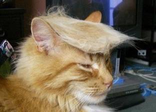 تسريحة «ترامب» أحدث موضة فى شعر القطط