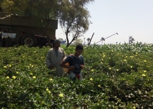 توزيع 3 آلاف أردب بذور قطن على المزارعين في كفر الشيخ