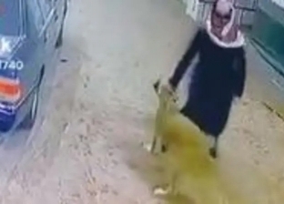 شاب سعودي يتعرض لهجوم مفاجئ من حيوان مفترس «فيديو»