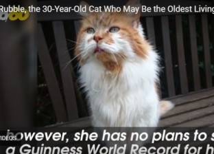 بالفيديو| تعرف على القط الأطول عمرا على كوكب الأرض