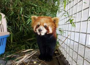 بالصور| إنقاذ 3 من "الباندا الحمراء" المهددة بالانقراض في الصين