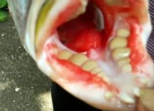 بالصور | اصطياد سمكة بأسنان "آدمية" في إندونيسيا