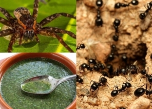 تحذير عاجل من حساسية النمل: اتبع هذه النصائح للحماية