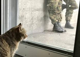القطة بروكلي.. رتبة عسكرية ومعاش مقابل تناول الطعام