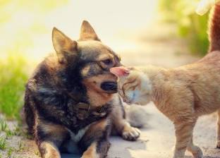  لمحبي الحيوانات.. القطط والكلاب تعكس مزاج أصحابها