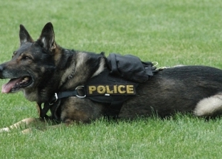 الكلاب البوليسية تشارك في رصد مصابي كورونا.. «يصدرون رائحة مميزة»