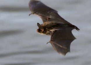فيديو.. خفاش يثير حالة من الرعب داخل طائرة أمريكية