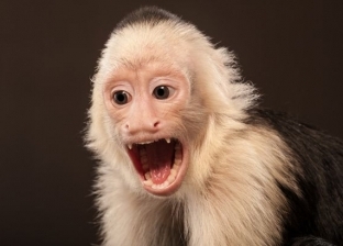 إعلان أول وفاة بالفيروس القردي B.. «عدوى صينية جديدة»