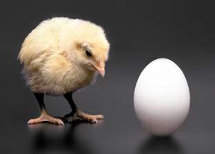العلماء يجيبون.. "البيضة الأول ولا الفرخة"؟