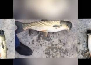 بالفيديو| صيني يصطاد سمكة برأس "حمامة"