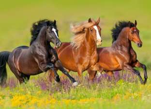 «حب عمره 48 سنة».. «عبدالنبي» عشق مهنة تربية الخيول: بتحس بالحنية