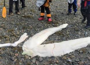 بالصور| مخلوق غريب يظهر على شواطئ ألاسكا
