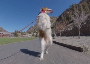 كلب فقد ساقه فعلم نفسه المشي مثل الإنسان.. «فيديو وصور»