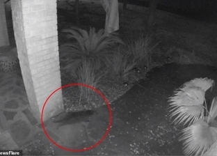 بالفيديو| أمريكية تعثر على "شبح قطة" أمام منزلها