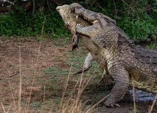 نجا بأعجوبة.. رجل يُخرج رأسه من فك تمساح في أستراليا