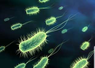 تعيش داخل الإنسان.. تعرف على بكتيريا "إيكولاي" سبب وفاة سائحي الغردقة