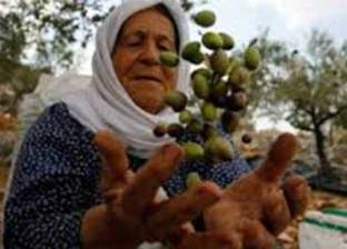 فلسطينيون يزرعون شتلات الزيتون بالقرب من حدود غزة
