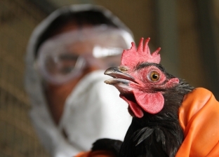 بعد وفاة أول حالة في الصين.. أعراض الإصابة بمتحور إنفلونزا الطيور الجديد