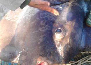 صياد "سمكة البحيرة النادرة": سامة.. ووجبة شهية في اليابان وكوريا
