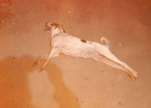 إعدام 24 كلبا ضالا خلف فيلا المحافظ ومحيط جامعة الفيوم