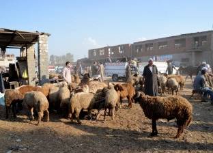«التموين»: طرح 8 آلاف رأس ماشية و2600 خروف حى استعداداً لـ«الأضحى»