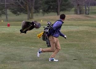 بالصور| اثنان من طيور الإوز يهاجمان لاعب جولف