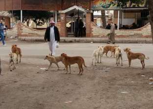 "الرفق بالحيوان": لا توجد جهة في مصر تستطيع إحصاء الكلاب في الشوارع