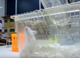 حجاب: فئران التجارب في اليابان تعامل برحمة وتعطى مضادات حيوية وبينج