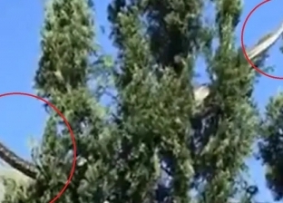 ثعبان طوله 5 أمتار يرعب طفلة في أستراليا.. كان بيتمشى فوق سطح بيتها (فيديو)