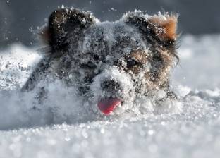 بالصدفة.. العثور على "كلبة" في جبال "بريسيليس" الجليدية على قيد الحياة
