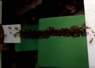 بالفيديو| جيش من النمل يبني "جسرا بأجساد جنوده"