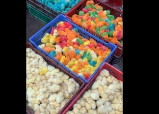 كتاكيت سوق الجمعة: 4 ألوان وهمية والواحد بجنيه وأصحابها الأطفال