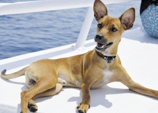 كلب vip: سافر جزر المالديف وسيشل.. وبيفطر شيكولاتة