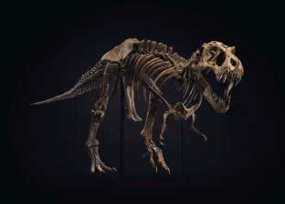 بيع هيكل ديناصور في مزاد علني بأكثر من 499 مليون جنيه