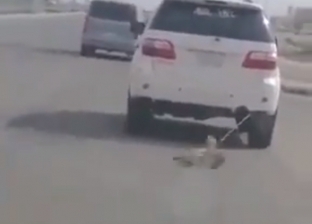 بالفيديو | تعذيب "كلب" بالسعودية يثير ضجة على مواقع التواصل الاجتماعي