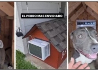 كلب مكسيكي الأسعد في العالم.. يمتلك منزلا به تكييف