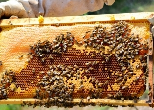 «النحالين العرب»: تربية النحل تزيد إنتاجية الأراضي الزراعية بنسبة 7%