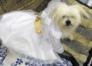 كلبة بالفستان الأبيض والطرحة فى حفل زفاف صاحبتها