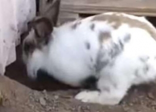 بالفيديو| أرنب يساعد قطا في الخروج من مأزق