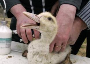 فرنسا تعدم آلاف البط مصابة بإنفلونزا الطيور