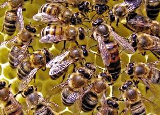 بالفيديو| "رقصة النحل".. هكذا تحمي الخلايا نفسها من هجوم "الدبابير"