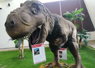 «رحلة إلى عصر الديناصورات».. مجسمات حيوانات نادرة في المركز الاستكشافي بالسويس