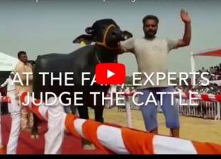 بالفيديو| البقرة "شرادها" تفوز في مسابقة ملكة جمال الحيوانات بالهند