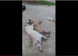 بالفيديو| لقطات مروعة لكلاب تصارع الموت بعد تسميمها في لبنان