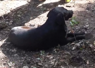 «كلب ريان» الوفي.. شيع جنازته ومرابط عند قبره «فيديو»