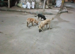 كلب يعقر 17 شخصا في أبو حمص بالبحيرة